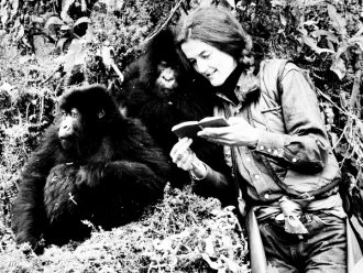 La primatologa americana Dian Fossey nella foresta coi gorilla di montagna del Ruanda per La compagnia degli uomini