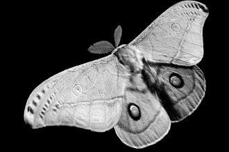 Emperor Gum Moth Fir0002 at English Wikipedia - Adapted (background edited) from FilePolyphemus moth.jpg (Own work CC BY-SA)