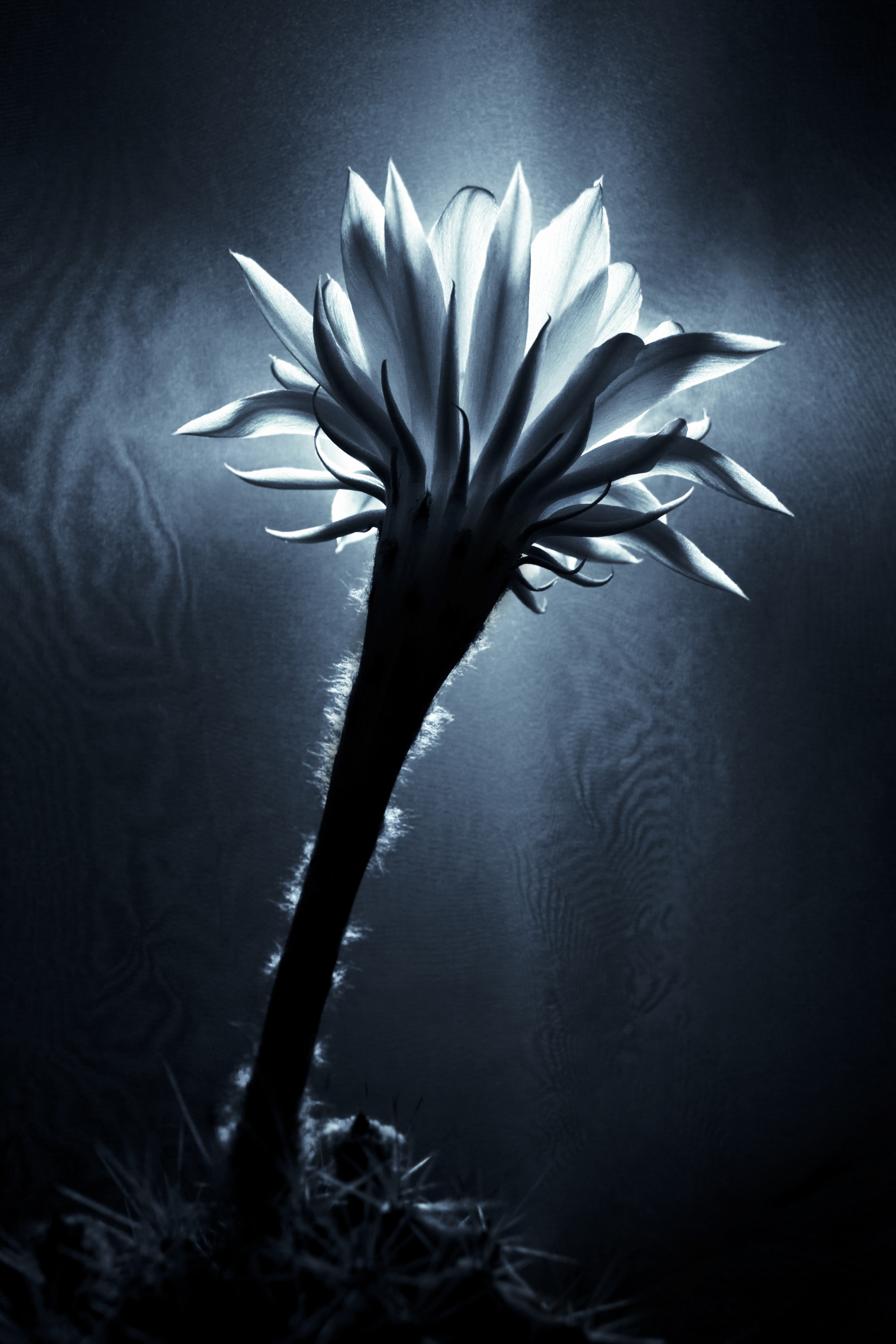 Ephemeral Echinopsis Eyriesii. Ph. Anna Laviosa, © 2017