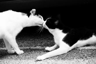 Kissing Kittens. Ph. Anna Laviosa, © 2016