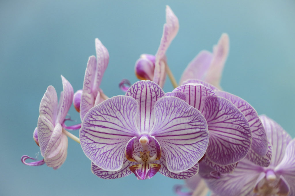 Ramo di orchidea