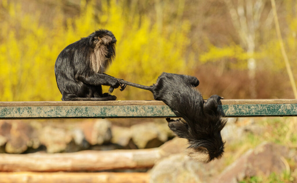 Momento di gioco tra due esemplari di Macaca silenus. Fotografia di Petr Ganaj 2020