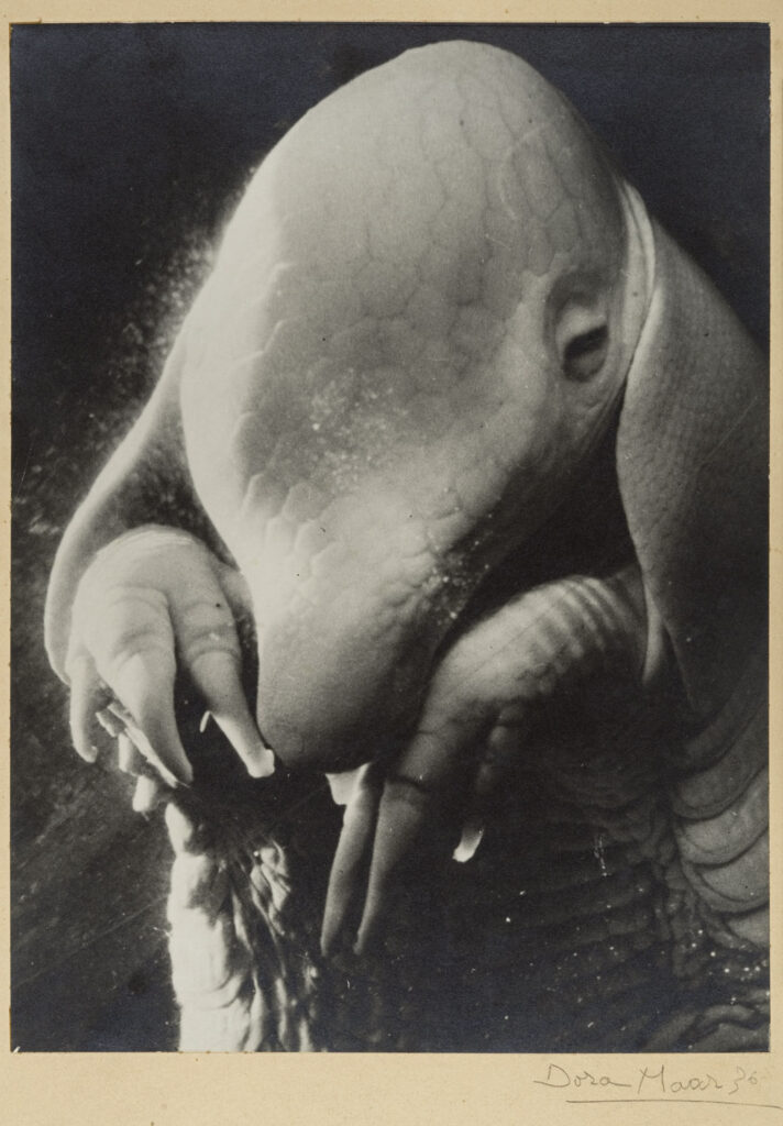 Ritratto di Ubu. Fotografia di Dora Maar 1936. Philippe Migeat, Adagp Paris - Centre Pompidou